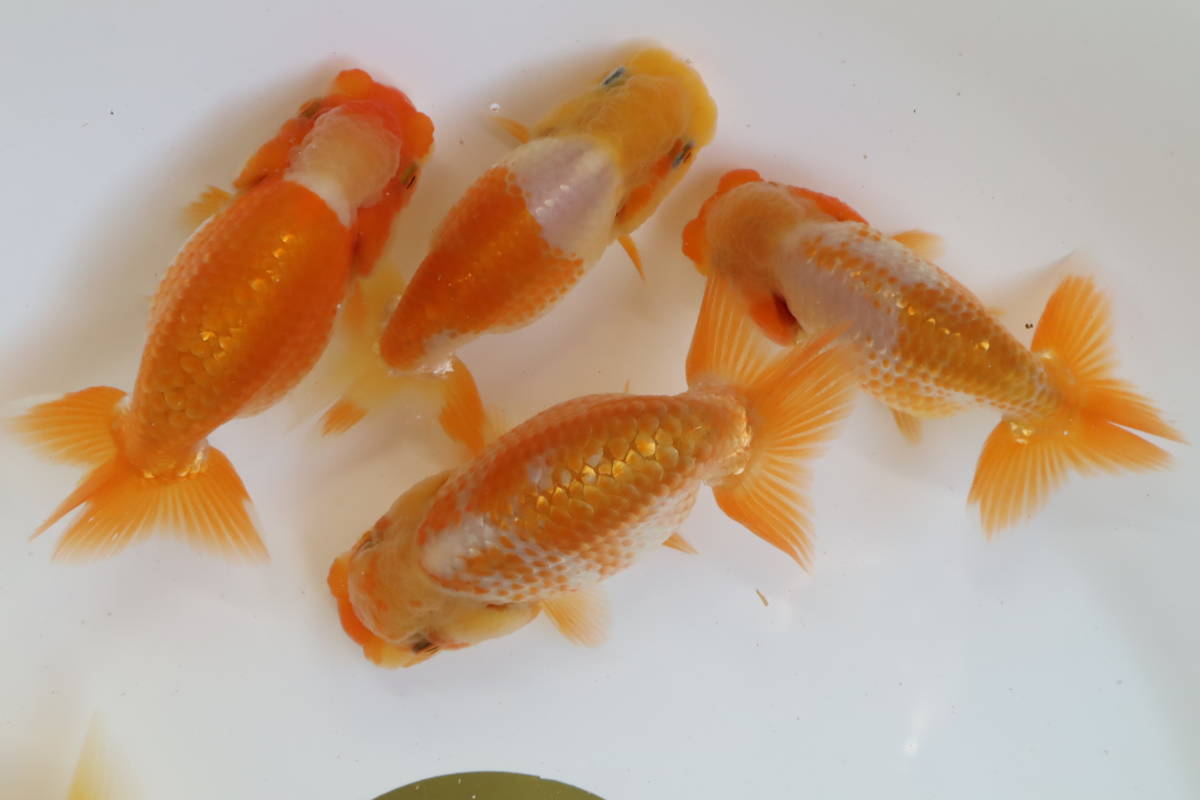 丸長 極上種魚 静岡県 有名ブリーダー作出魚 当歳魚 10 10匹 らんちゅう 売買されたオークション情報 Yahooの商品情報をアーカイブ公開 オークファン Aucfan Com