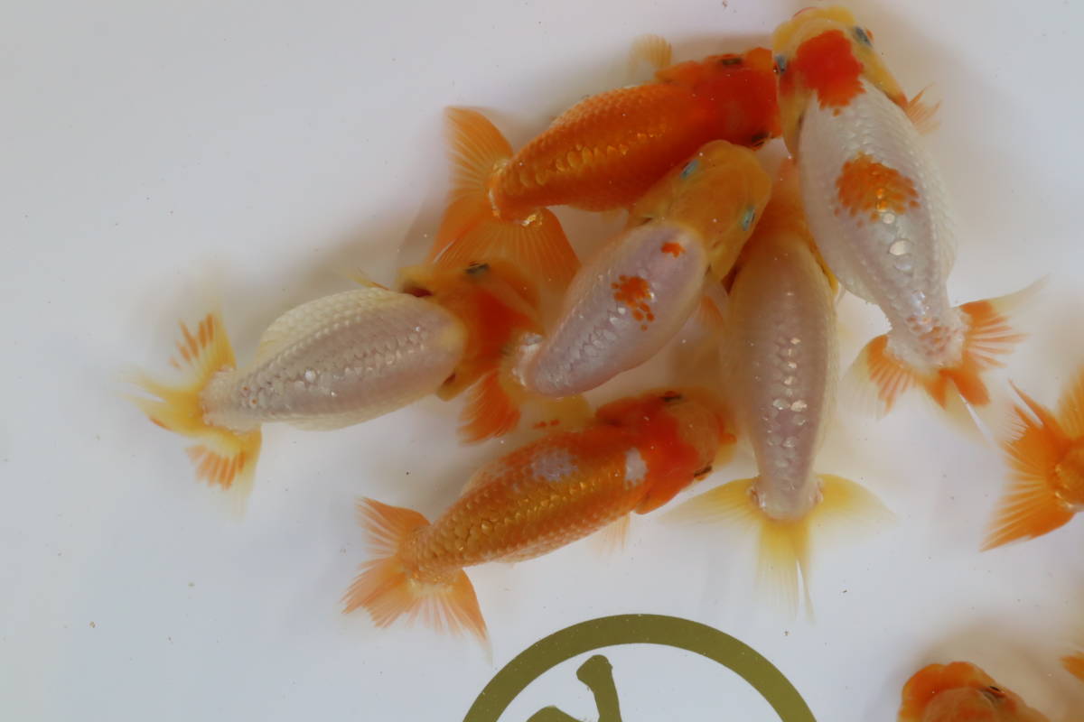 丸長 極上種魚 静岡県 有名ブリーダー作出魚 当歳魚 10 10匹 らんちゅう 売買されたオークション情報 Yahooの商品情報をアーカイブ公開 オークファン Aucfan Com