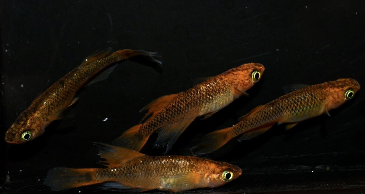 メダカ サファイアから生まれた個体 若魚 あり3ペア なし2ペア 金曜