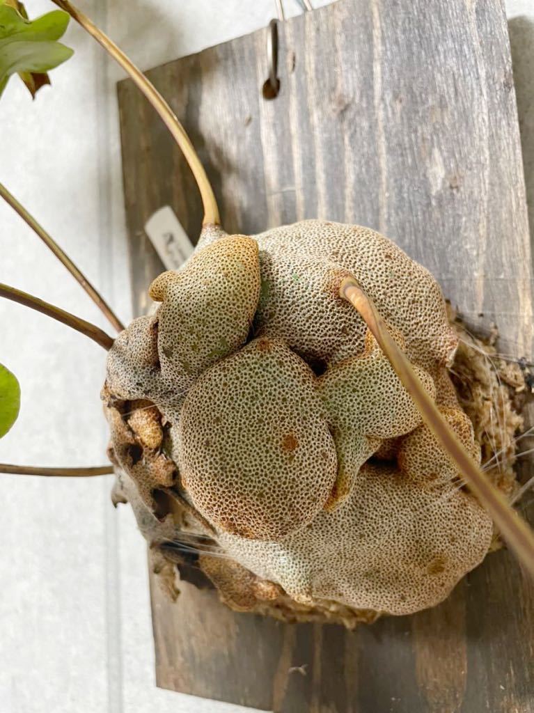 ▽Lecanopteris Crustacea▽ レカノプテリス　アリ植物　【PLANET】ビカクシダ アリ