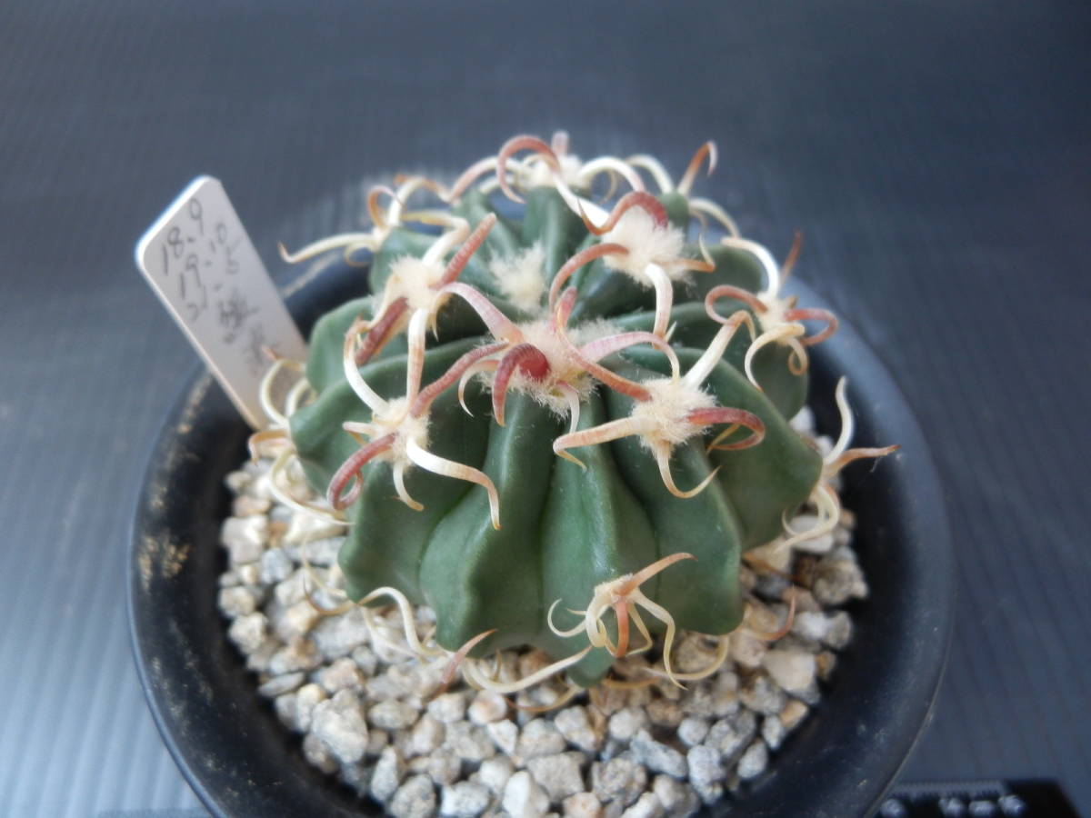 狂刺 サボテン 狂刺綾波 実生 綾波 狂刺綾波| 臺北典藏植物園 狂刺綾波