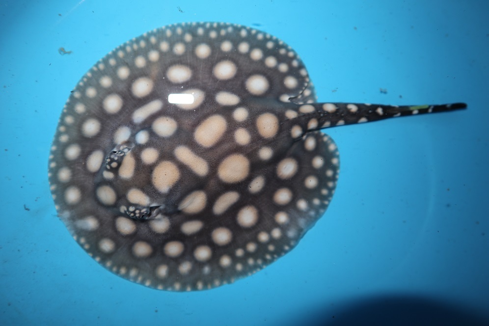 ダイヤモンドポルカ オス