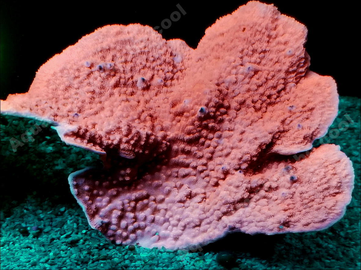 Gd03 Sps グラフテッド サンゴ コモンサンゴ 生体