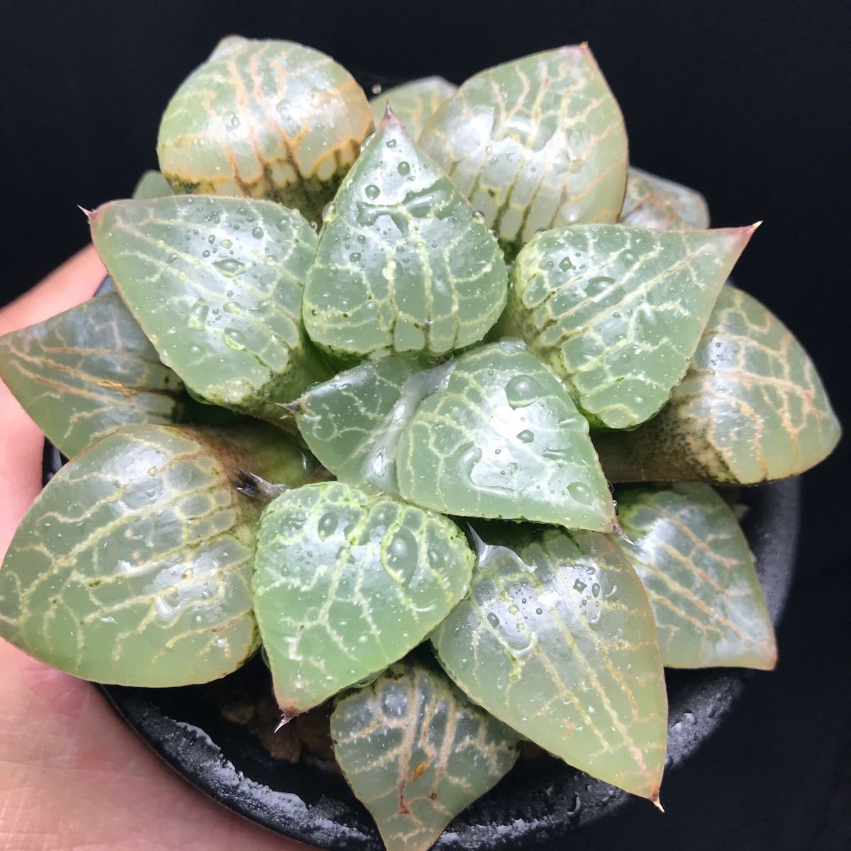 ハオルシア　N水晶5