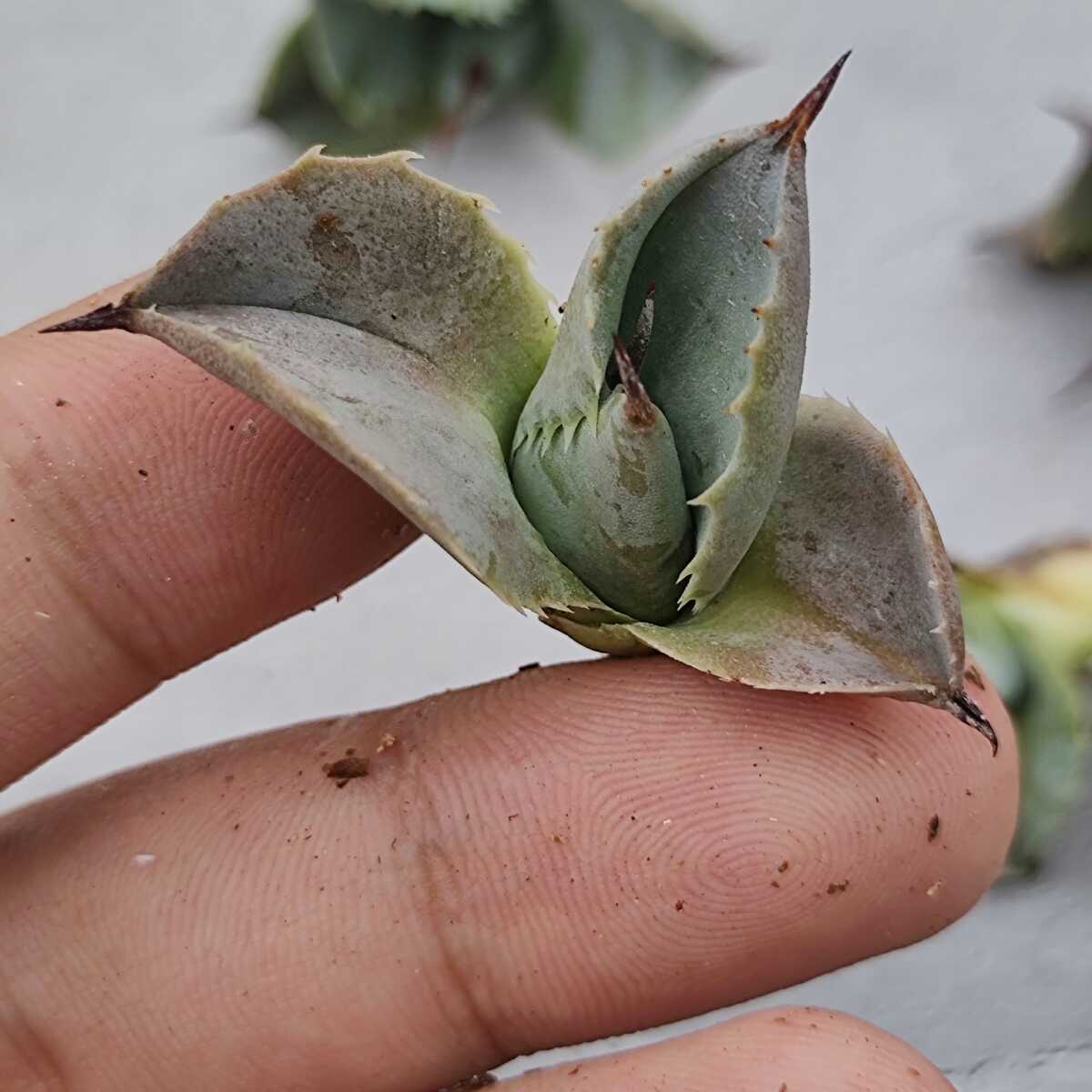 多肉植物 アガベ チタノタ 白銀甲蟹 子株 10株