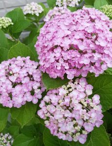 おたふく あじさいの値段と価格推移は 12件の売買情報を集計したおたふく あじさいの価格や価値の推移データを公開