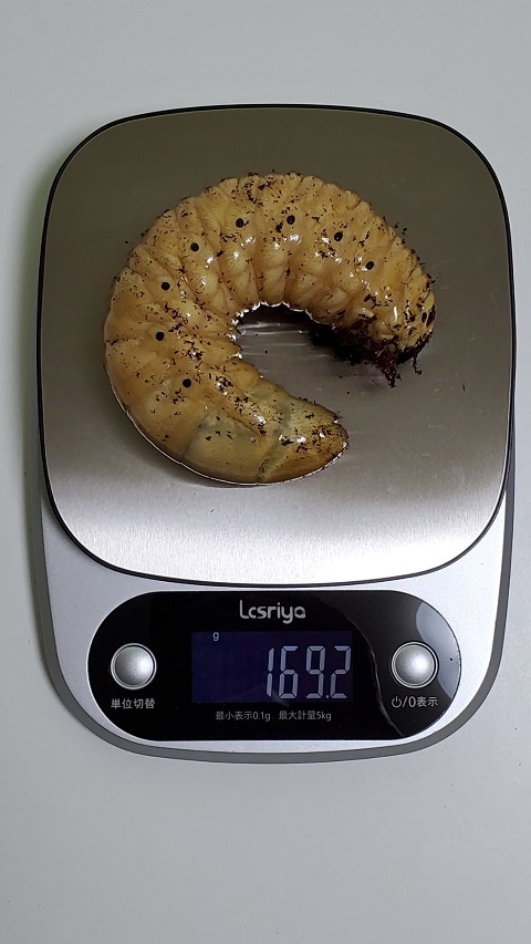 クワガタショップMD 10L×6袋 MDカブトマットベーシック MDカブトマットベーシック改 - 公式通販 10L 60L クワガタショップＭＤ MDカブト MDカブトマットプロ MDカブトマットベーシック10L×6袋 北海道 10L×5袋 ウルトラ MDクラフトマット