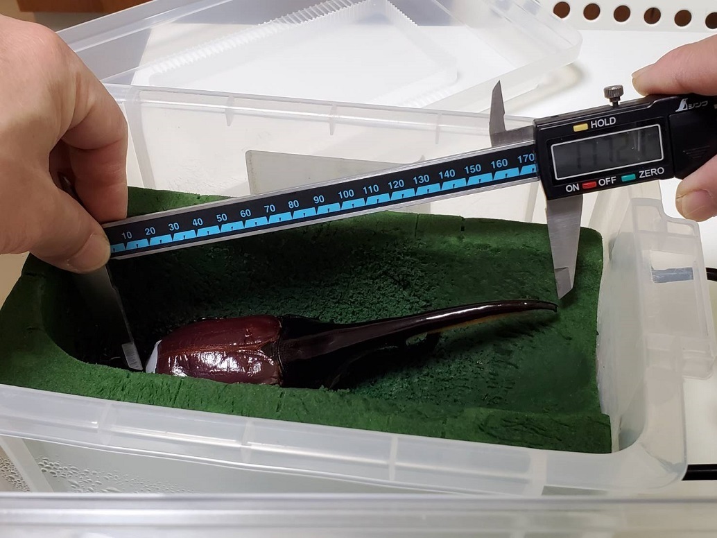 クワガタショップMD 10L×6袋 MDカブトマットベーシック MDカブトマットベーシック改 - 公式通販 10L 60L クワガタショップＭＤ MDカブト MDカブトマットプロ MDカブトマットベーシック10L×6袋 北海道 10L×5袋 ウルトラ MDクラフトマット