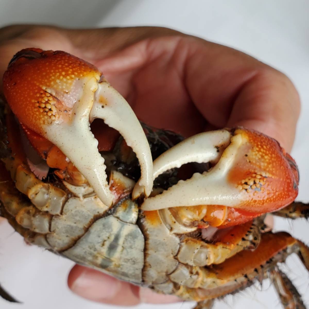 アカベンケイガニ生体 甲羅幅3 5 ワイルドな蟹 個体 たぶんオス 簡単飼育 ペット 夏休み自由研究 ベンケイガニ科ベンケイガニ属 甲殻類 売買されたオークション情報 Yahooの商品情報をアーカイブ公開 オークファン Aucfan Com