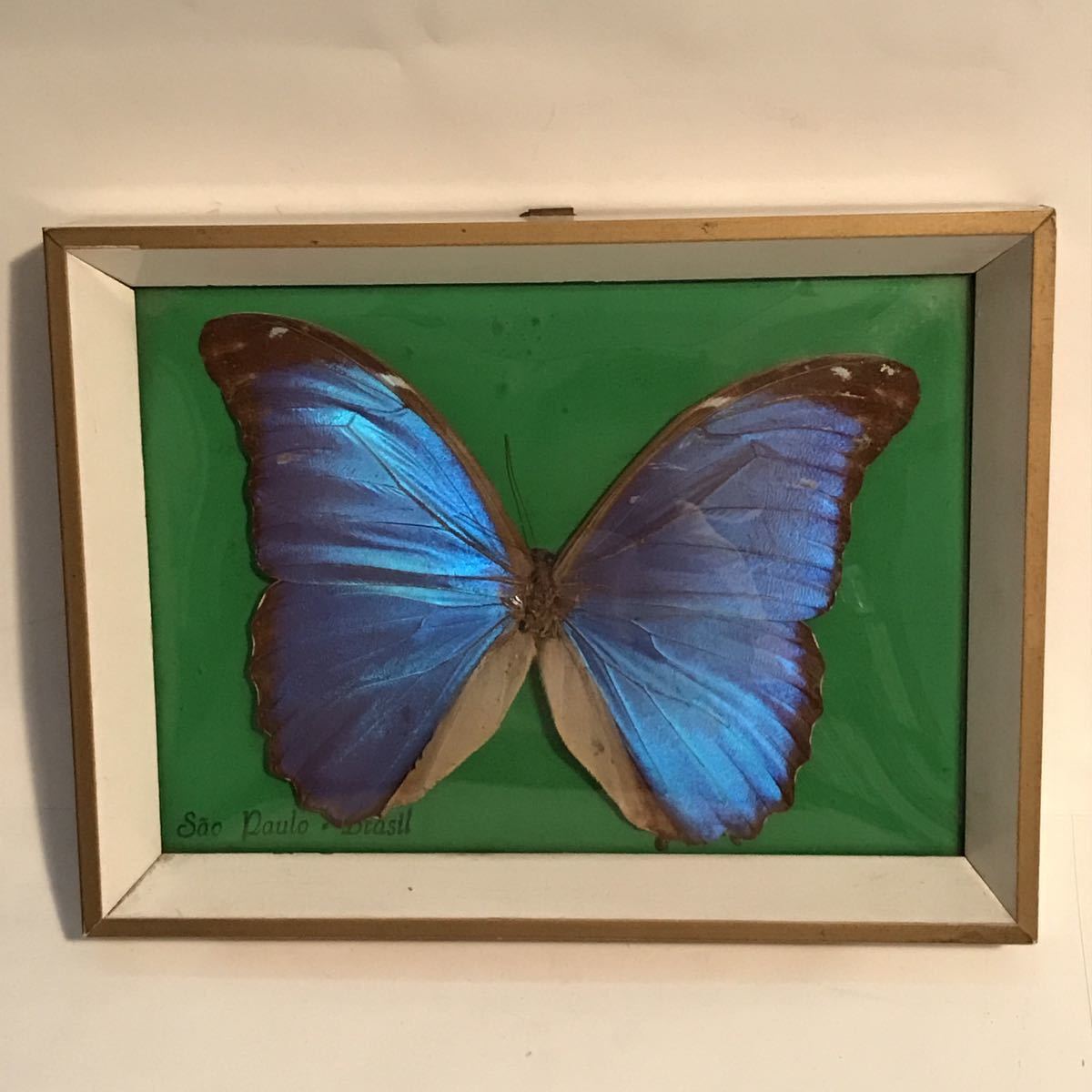 モルフォ蝶 標本 蝶 蝶々 額 ブラジル サンパウロ インテリア(絵画 