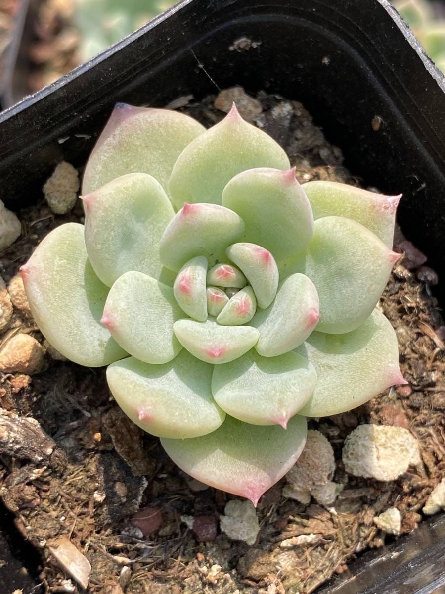 安い 激安 プチプラ 高品質 セダムプロリフェラ Sedum Prolifera 多肉植物 苗 Www Anavara Com