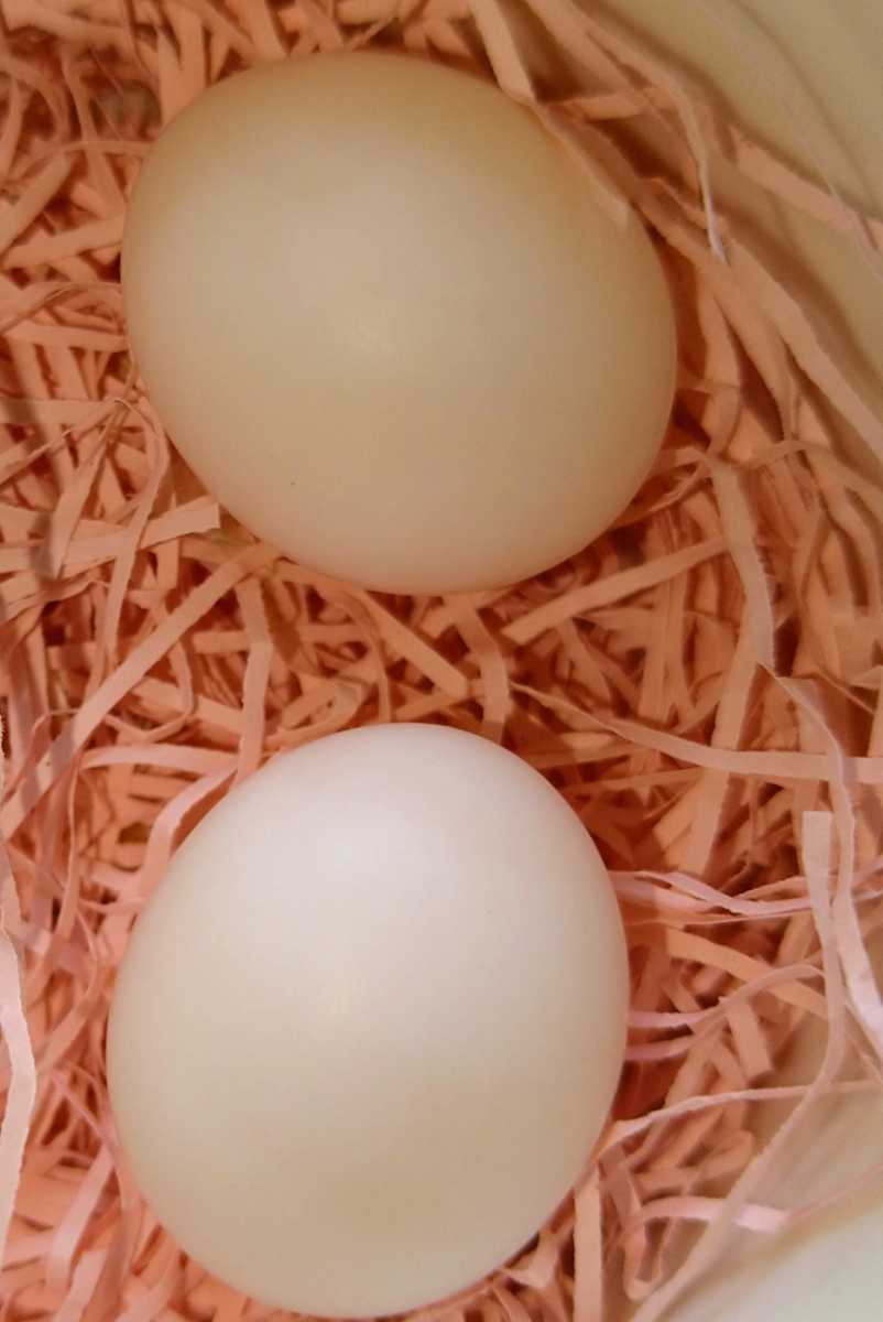  ウロコインコ 有精卵 2個(卵)｜売買されたオークション情報、yahooの商品情報をアーカイブ公開 - オークファン 卵