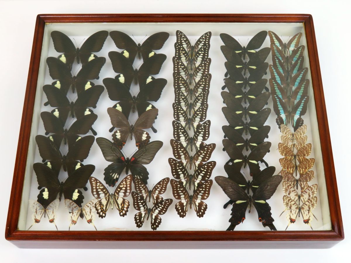 佐四R5086◇蝶 標本(18)『アオスジアゲハ/モンキアゲハ/ミカドアゲハ