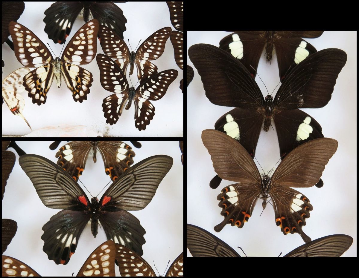 蝶標本、アオスジやミカド類多種 佐四R5086◇蝶 標本(18)『アオスジアゲハ/モンキアゲハ/ミカドアゲハ