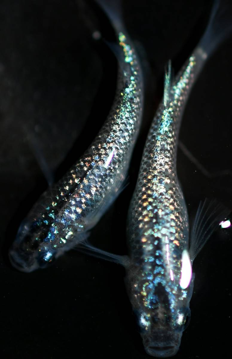 g1063046244.4