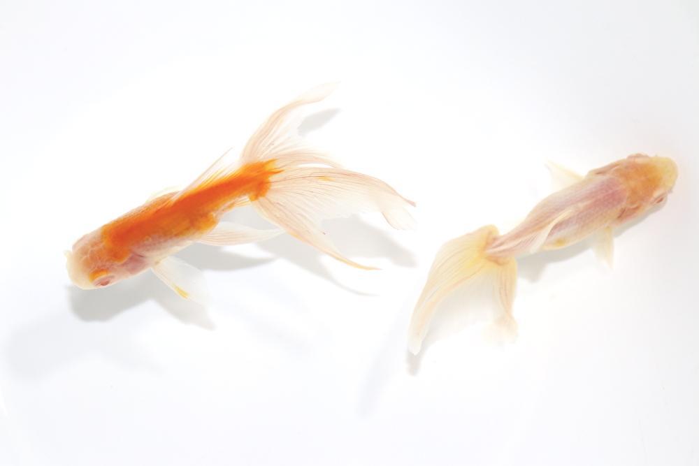 浜松 二橋養魚場産 アルビノ東錦 2匹セット ⑧(その他)｜売買