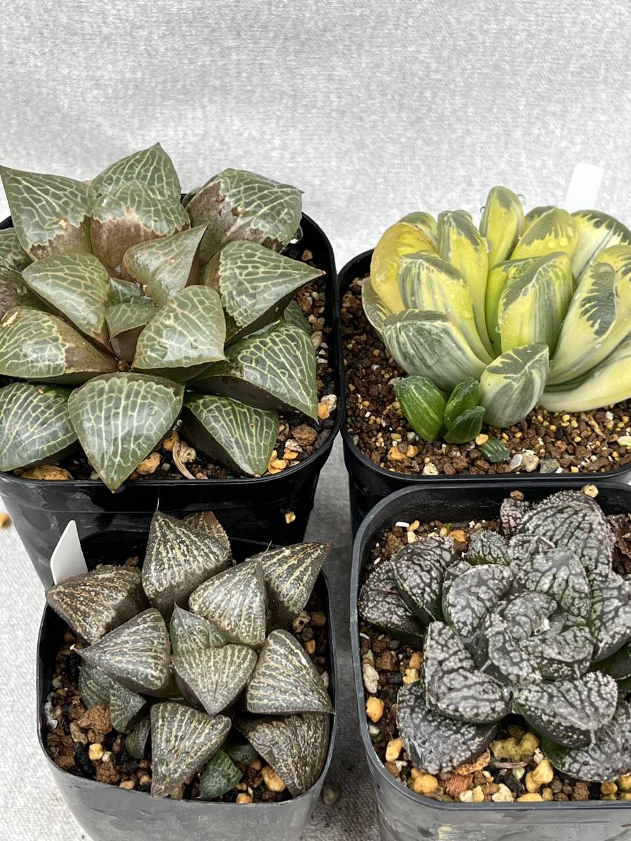 SALE，新作登場 多肉植物 ハオルチア ４本セットＣ 抜き苗発送のみ(サボテン)｜売買されたオークション情報、yahooの商品情報をアーカイブ公開 - オークファン サボテン
