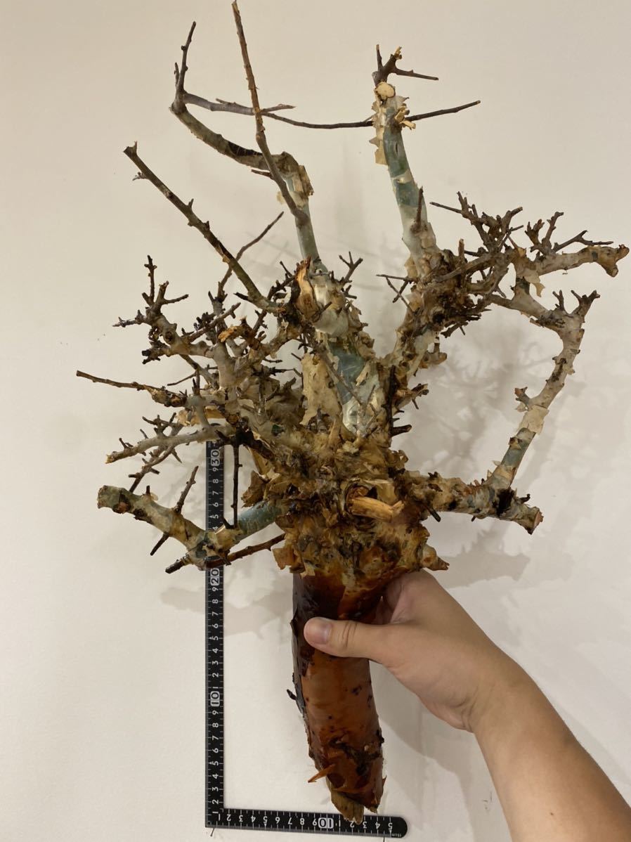 U031 厳選美形展開株！サルコカウロン バンデリエティアエ現地球