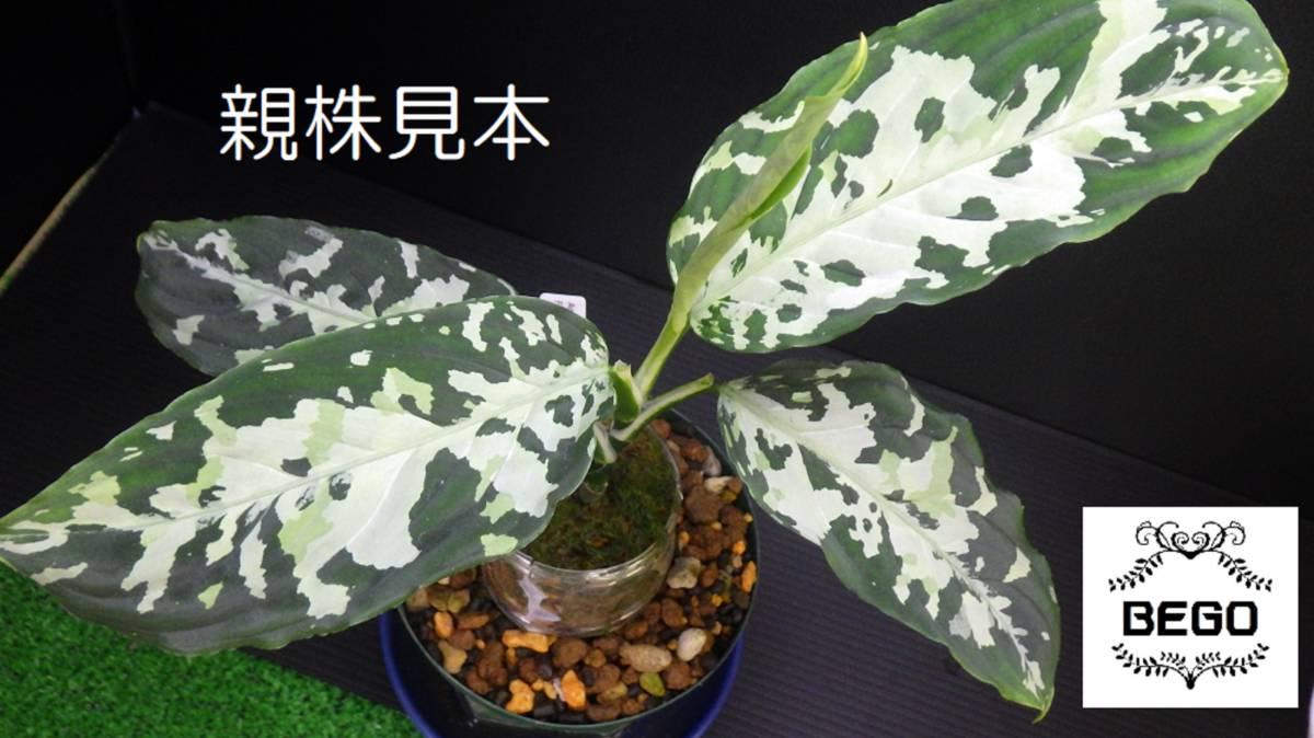 アグラオネマ White Aglaonema ☆BEGO-SELECT☆アグラオネマ PLANCHU