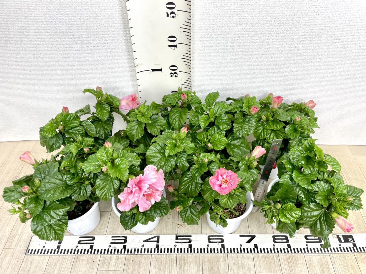 【八重ハイビスカス　ピンク　8鉢セット　5号　現品販売】