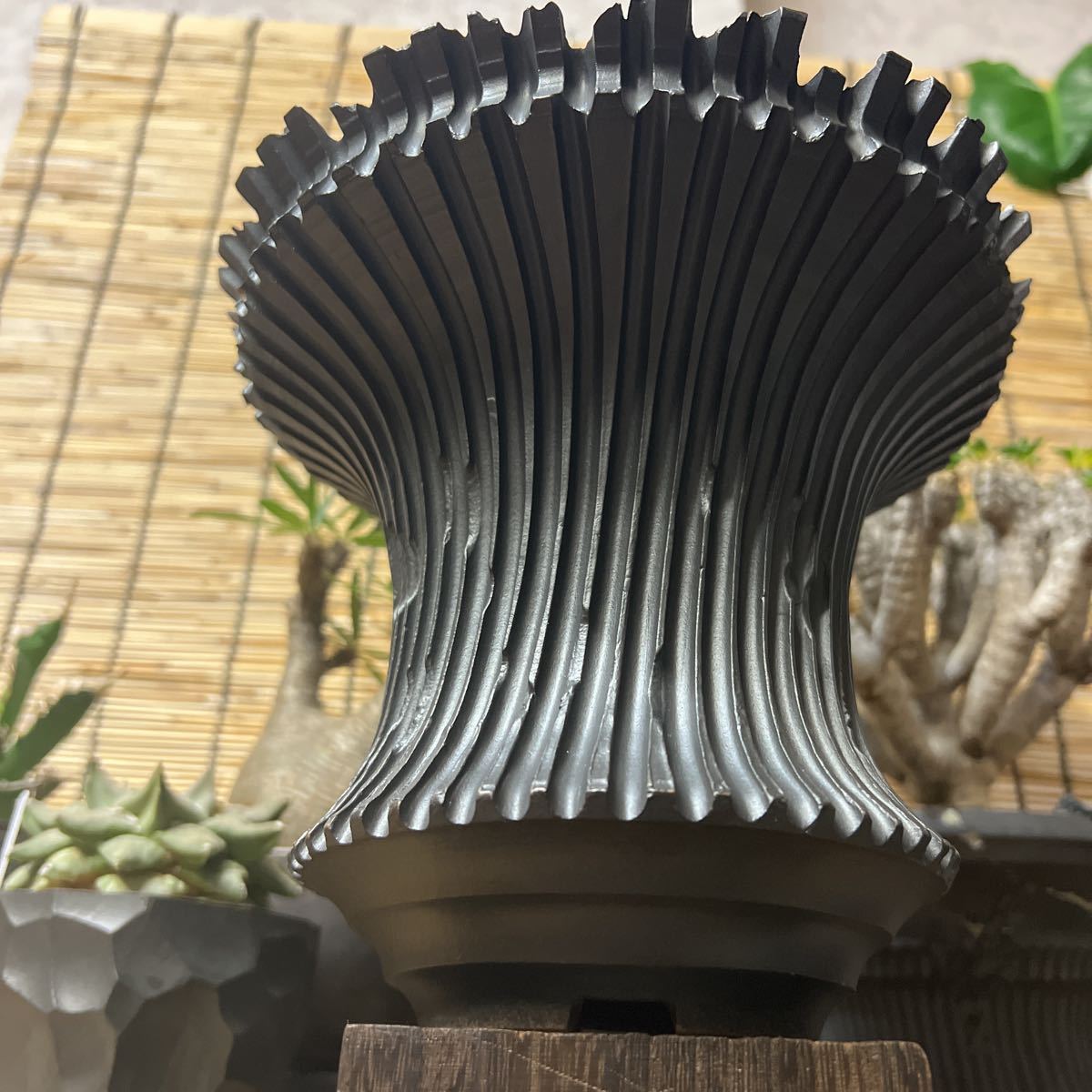 手作り 植木鉢 L サイズ 検索（塊根植物 グラキリス パキポディウム 