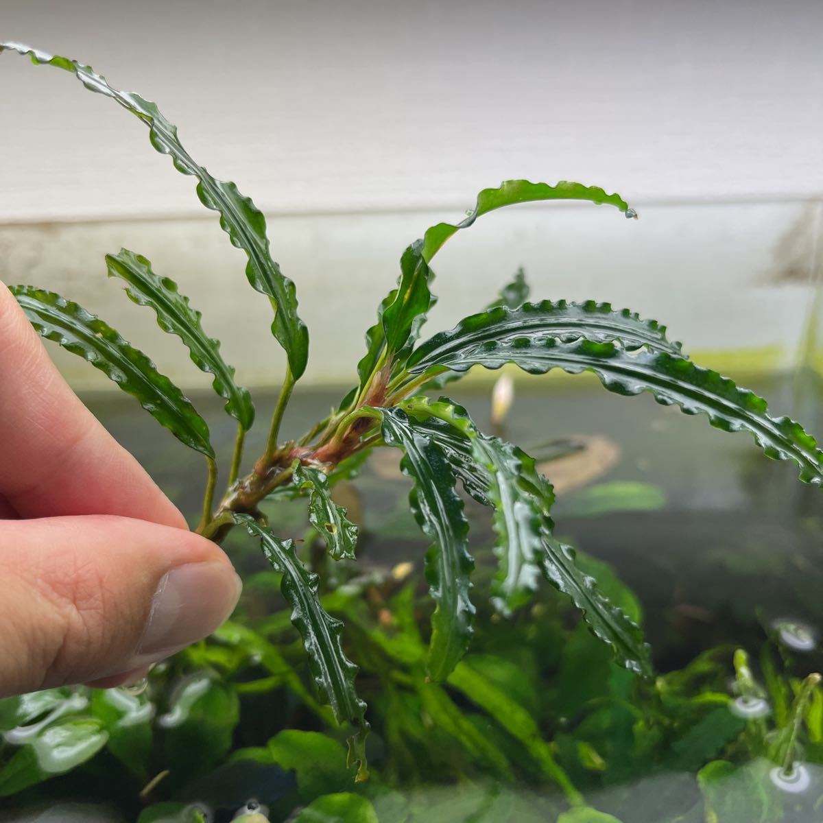 ブセファランドラ sp.バンジャルバルダークグリーンカミハタ2013水上葉