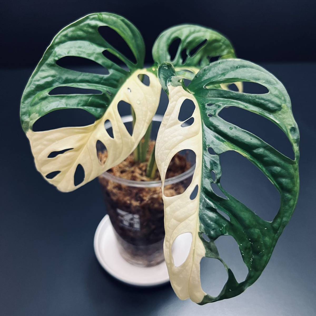 ハーフムーン マーブル 斑個体【 斑入り マドカズラ 】 Monstera