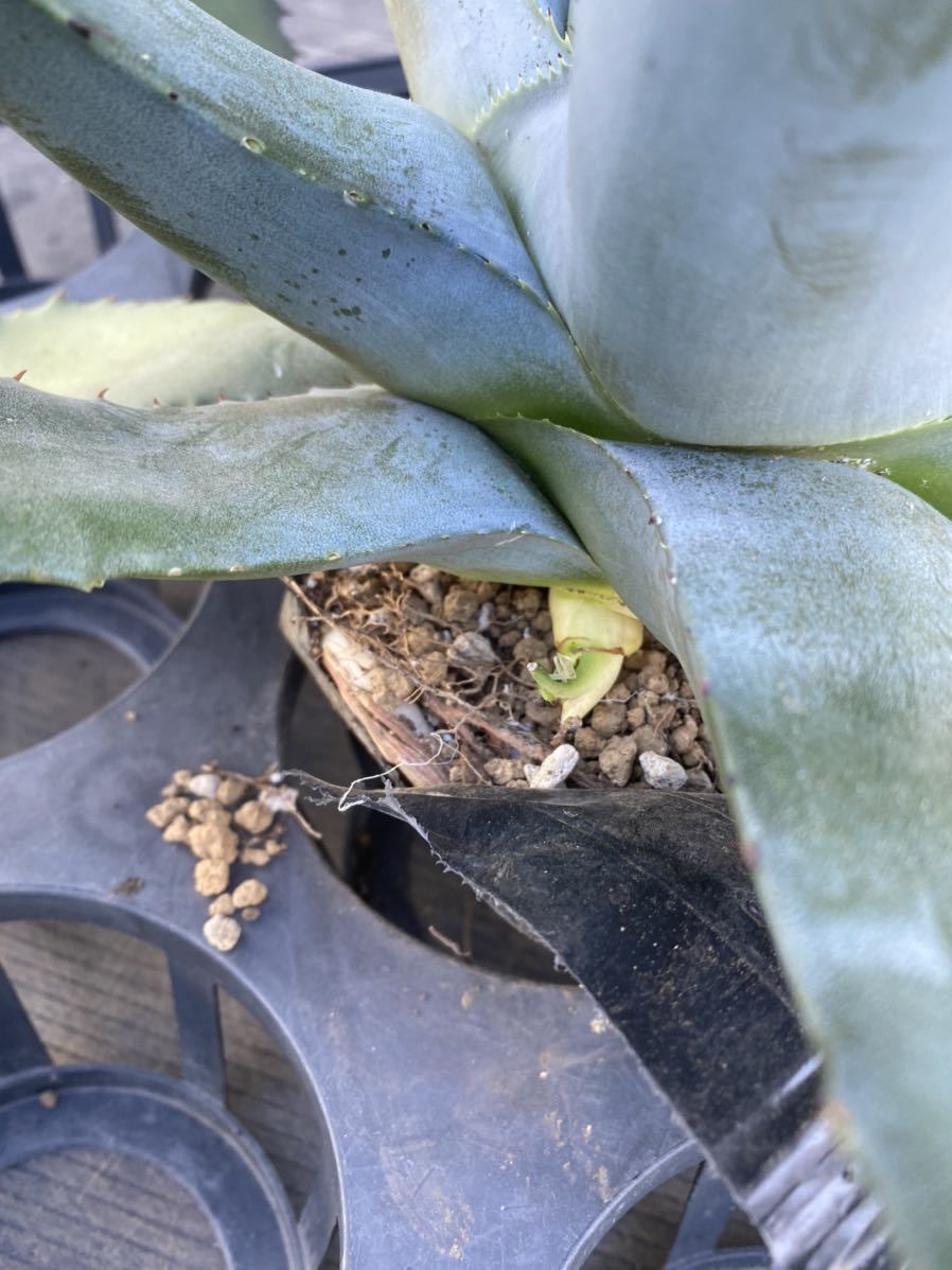 Agave salmiana v.ferox アガベ サルミアナ フェロックス 大株 美株