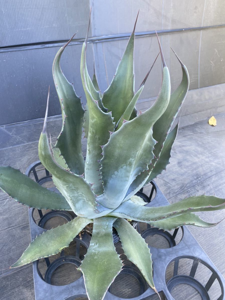 Agave salmiana v.ferox アガベ サルミアナ フェロックス 大株 美株
