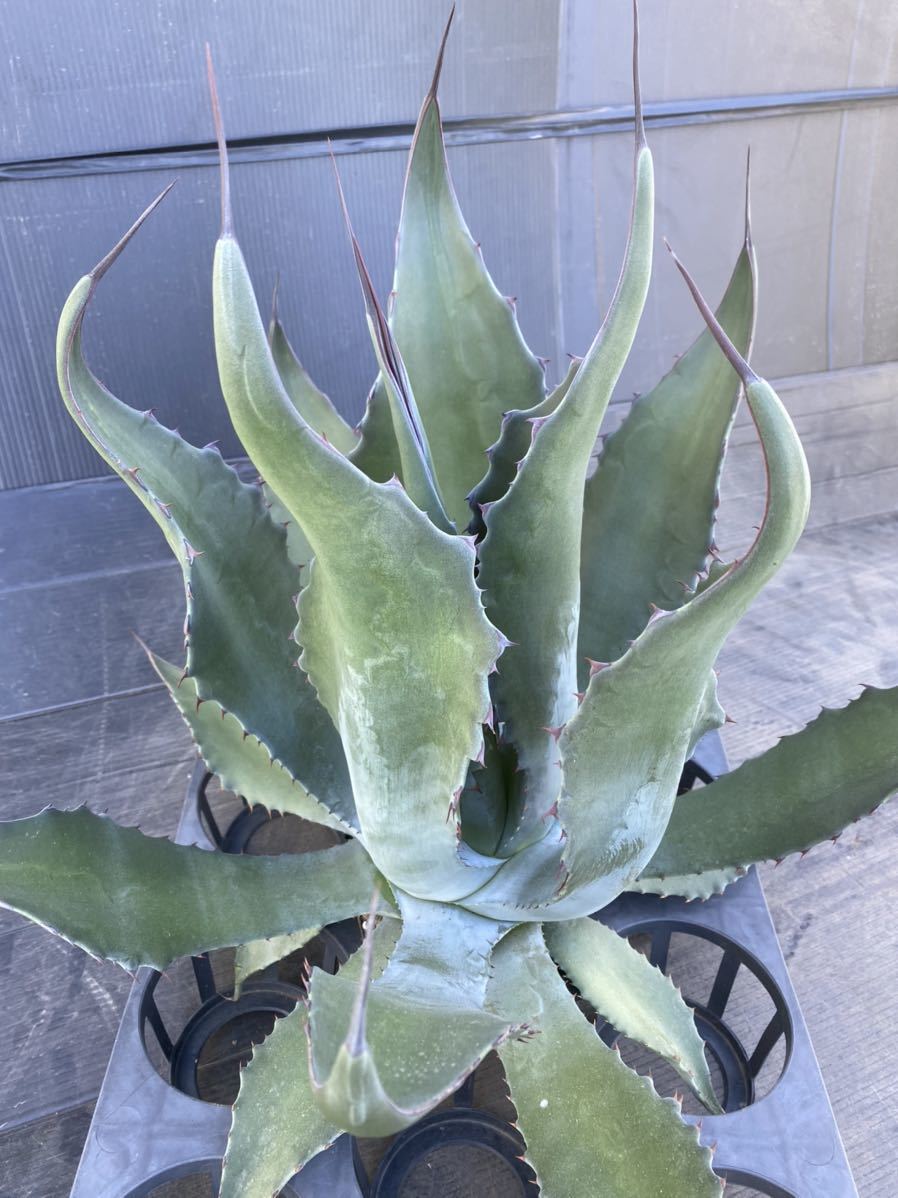 Agave salmiana v.ferox アガベ サルミアナ フェロックス 大株 美株