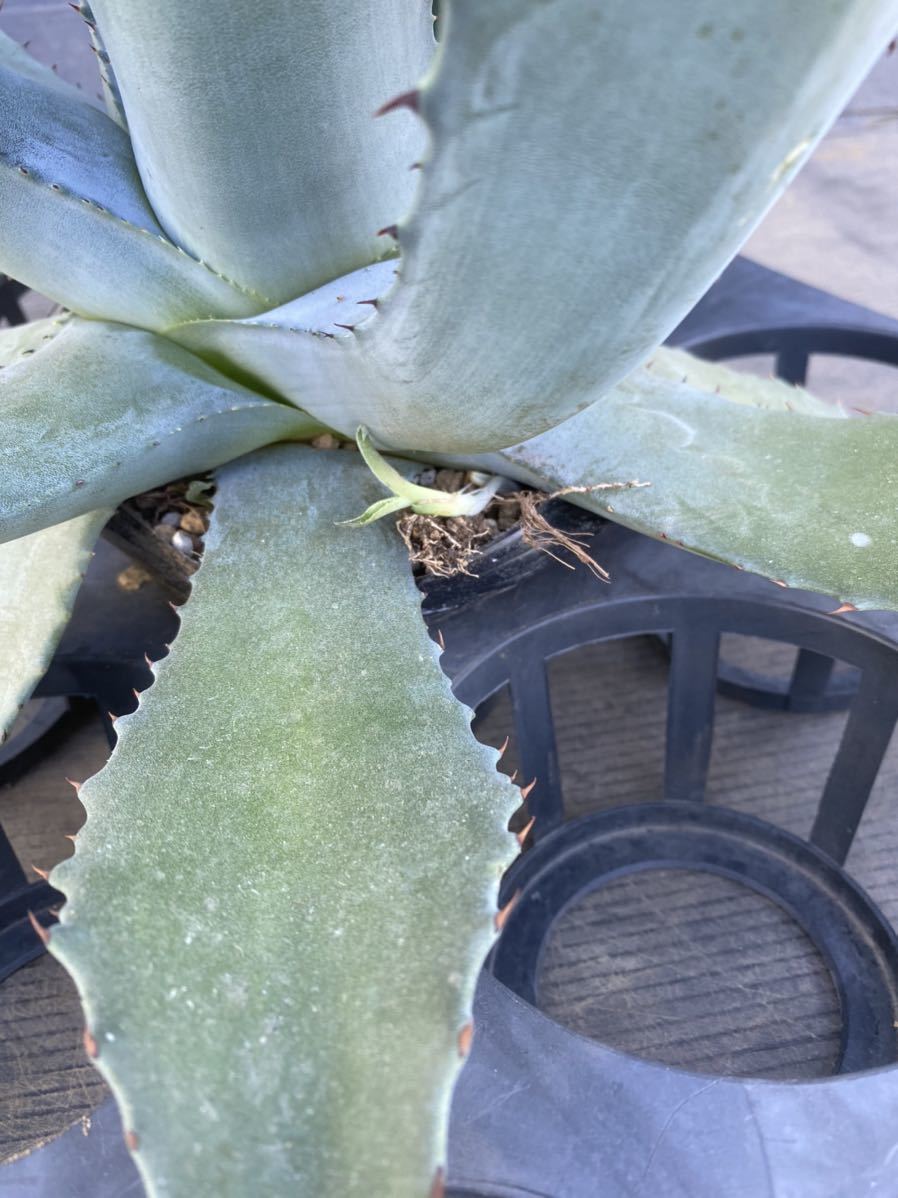 Agave salmiana v.ferox アガベ サルミアナ フェロックス 大株 美株