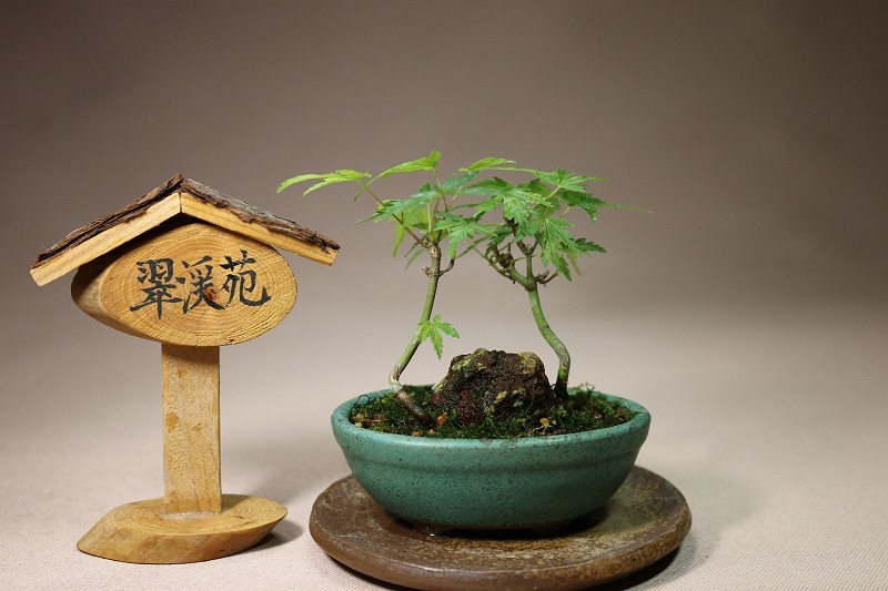 盆栽