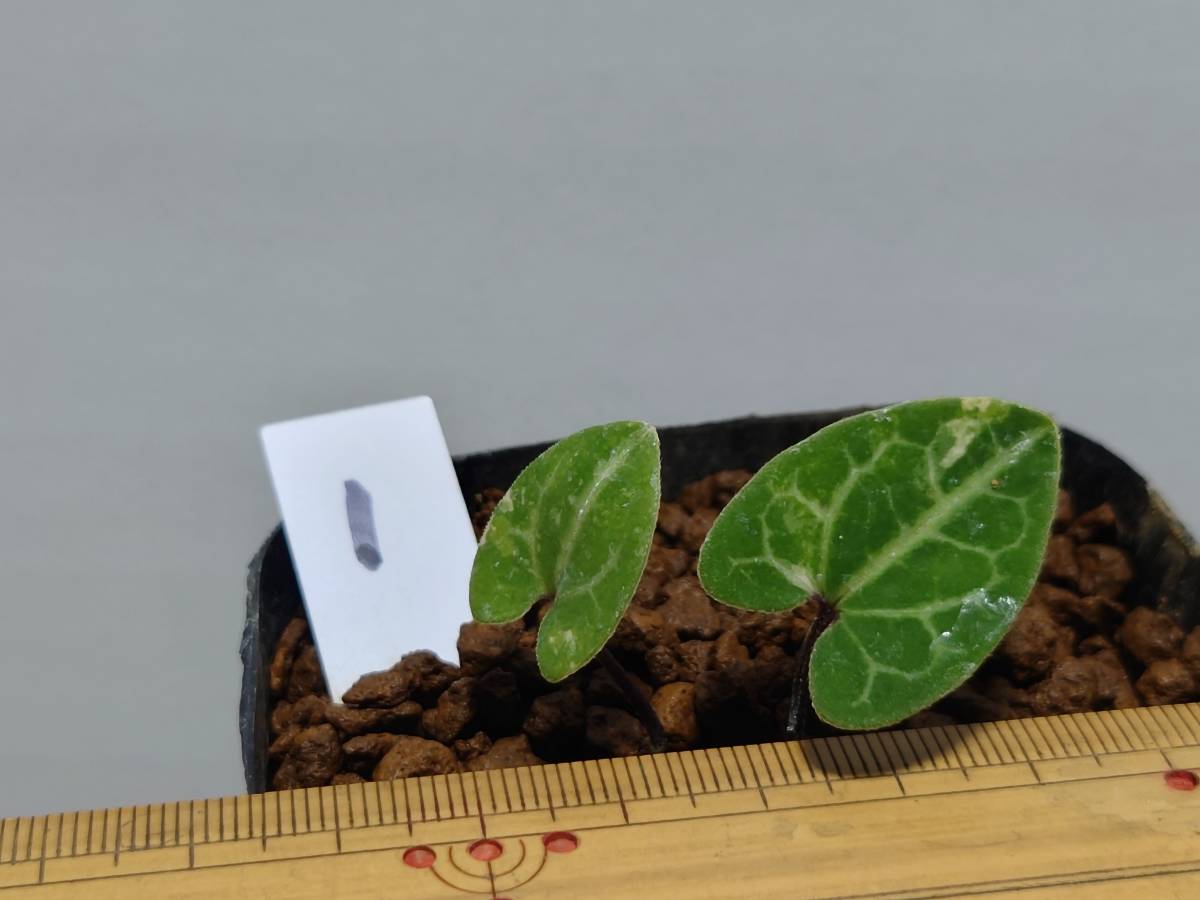 斑入り　カンアオイ　オトメアオイ　伊豆の舞(いずのまい) 斑入り 山野草 カンアオイ オトメカンアオイ伊豆の舞(いずのまい) 個体