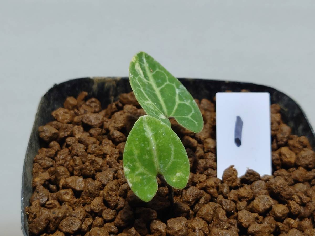斑入り　カンアオイ　オトメアオイ　伊豆の舞(いずのまい) 斑入り 山野草 カンアオイ オトメカンアオイ伊豆の舞(いずのまい) 個体