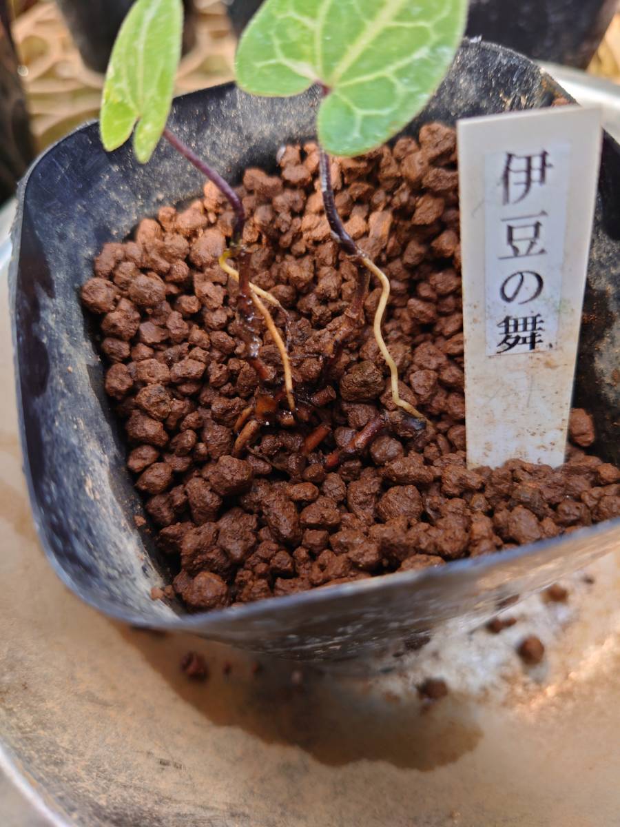 斑入り 山野草 カンアオイ オトメカンアオイ伊豆の舞(いずのまい) 個体