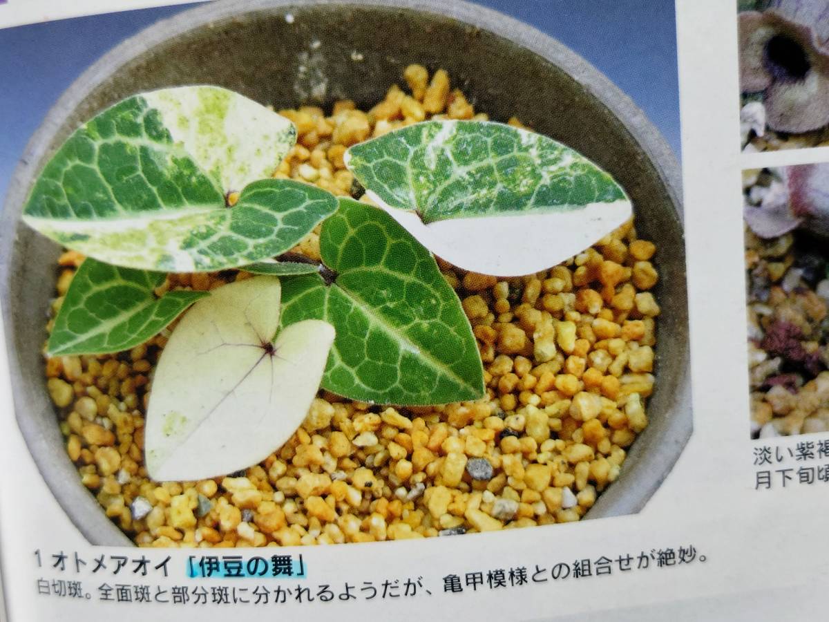 斑入り 山野草 カンアオイ オトメカンアオイ伊豆の舞(いずのまい) 個体