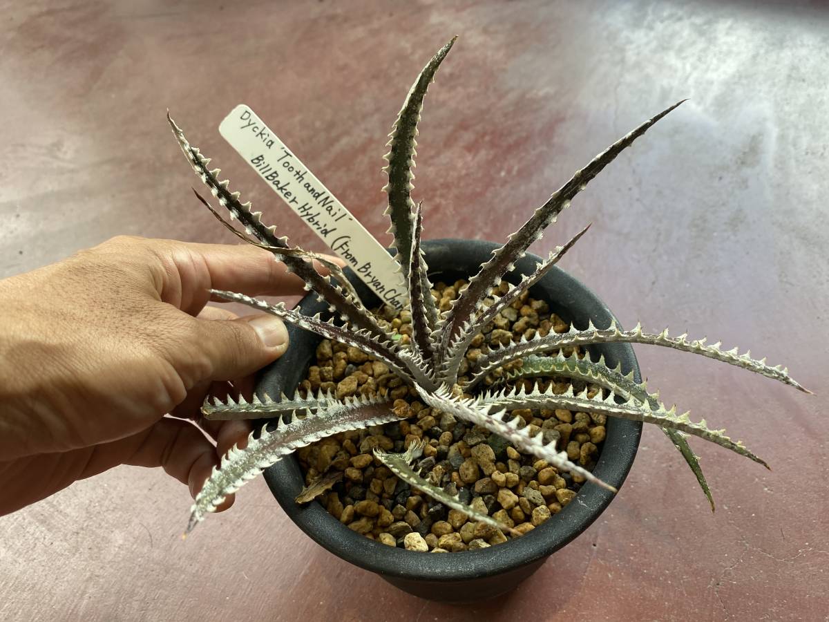 激安49%OFF SALE ディッキア ☆ Dyckia tracking code FWF Bill Baker