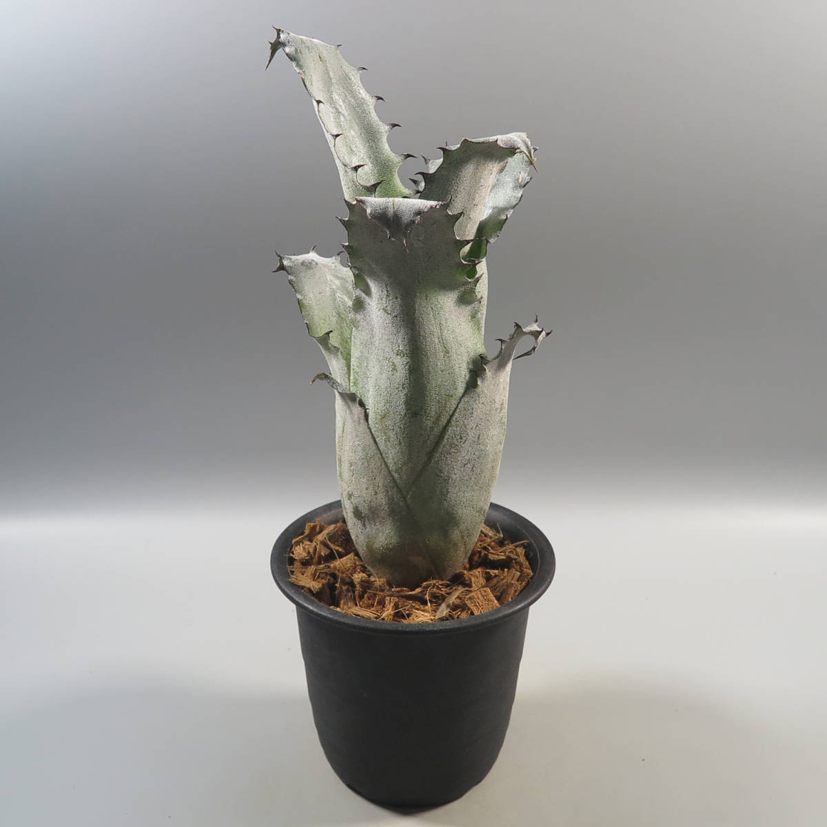 2. ホヘンベルギア ☆ Hohenbergia Sandra's Mountain ☆ タンク