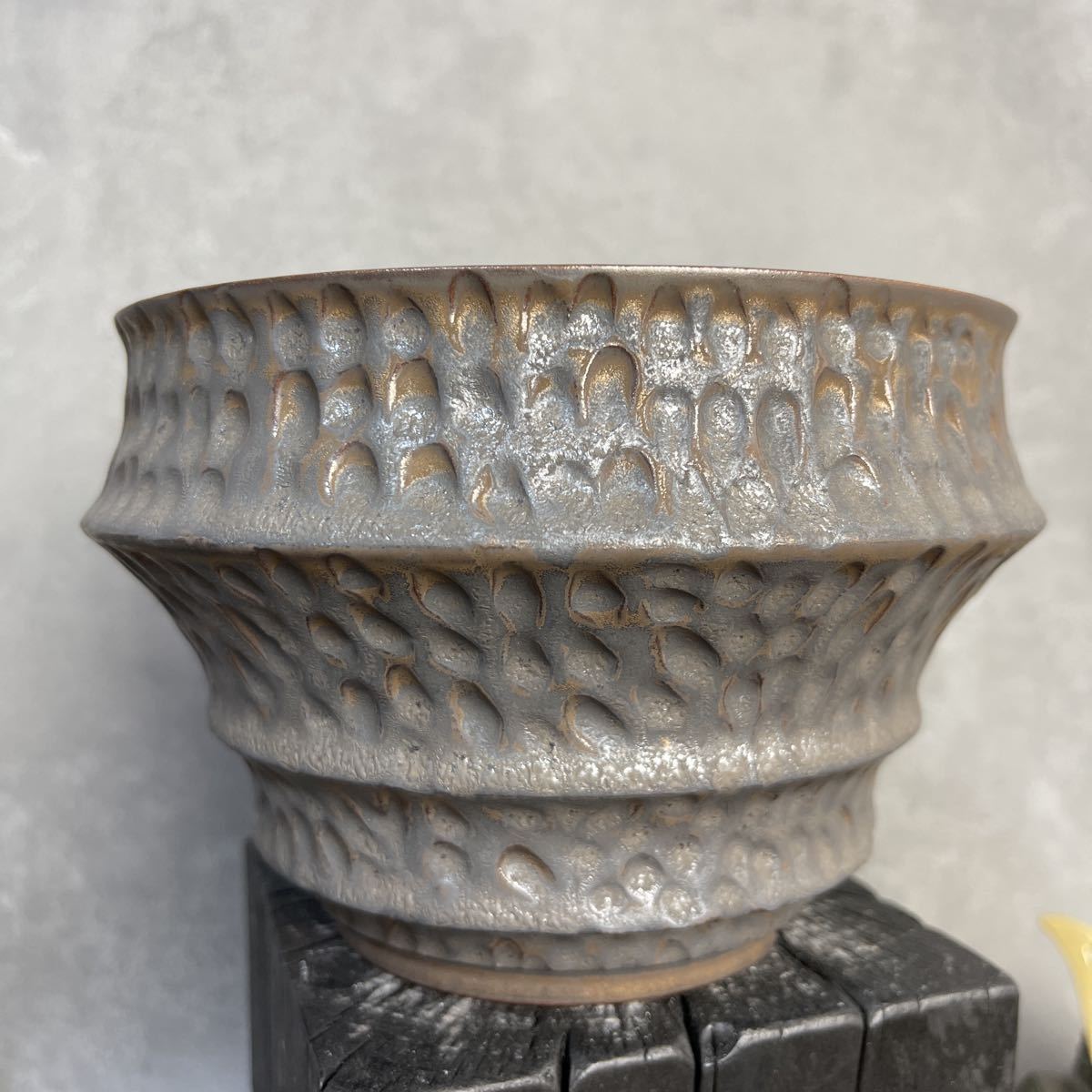 25/6/7出品　パキポディウムグラキリス(現地球)閑野淳 (鉢込み) 鉢 | landing.severin.com