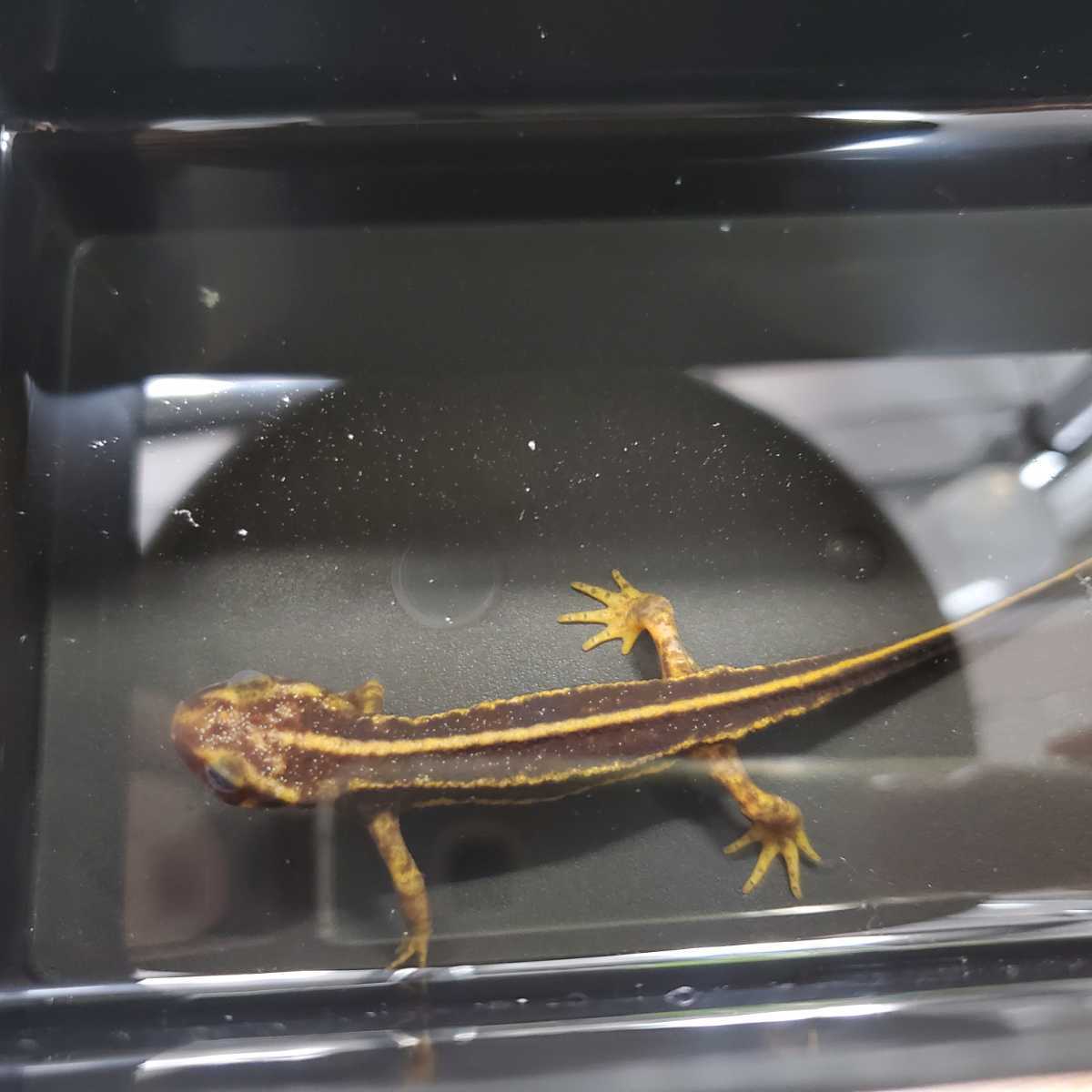 けろろの森◇アマミシリケンイモリWC◇頭部に金箔、くっきりライン◇12cm前後_1