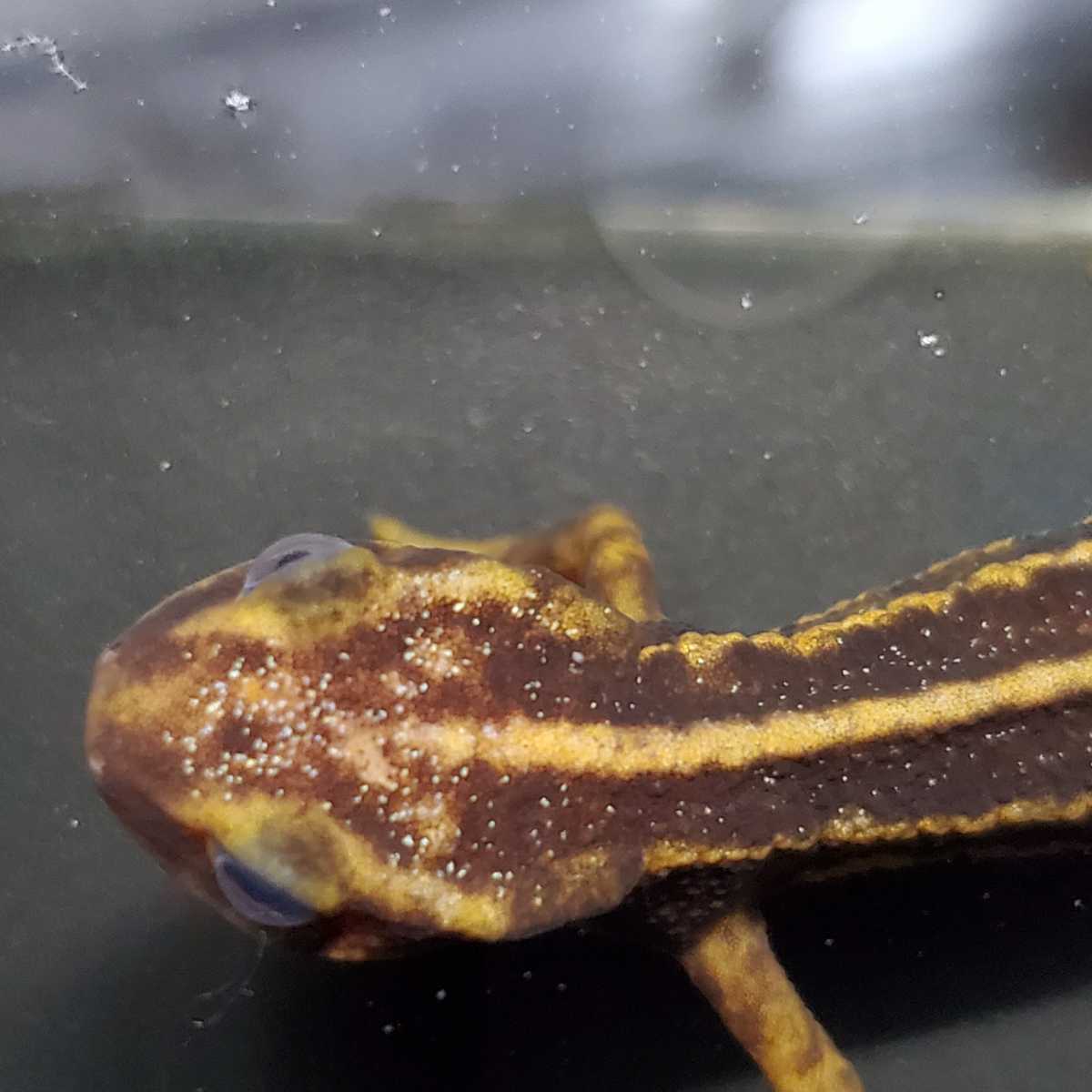 けろろの森◇アマミシリケンイモリWC◇頭部に金箔、くっきりライン◇12cm前後_2