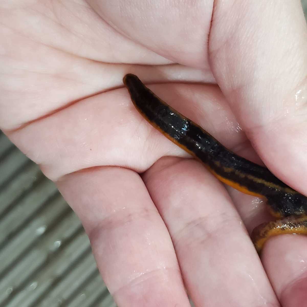 けろろの森◇アマミシリケンイモリWC◇頭部に金箔、くっきりライン◇12cm前後_5