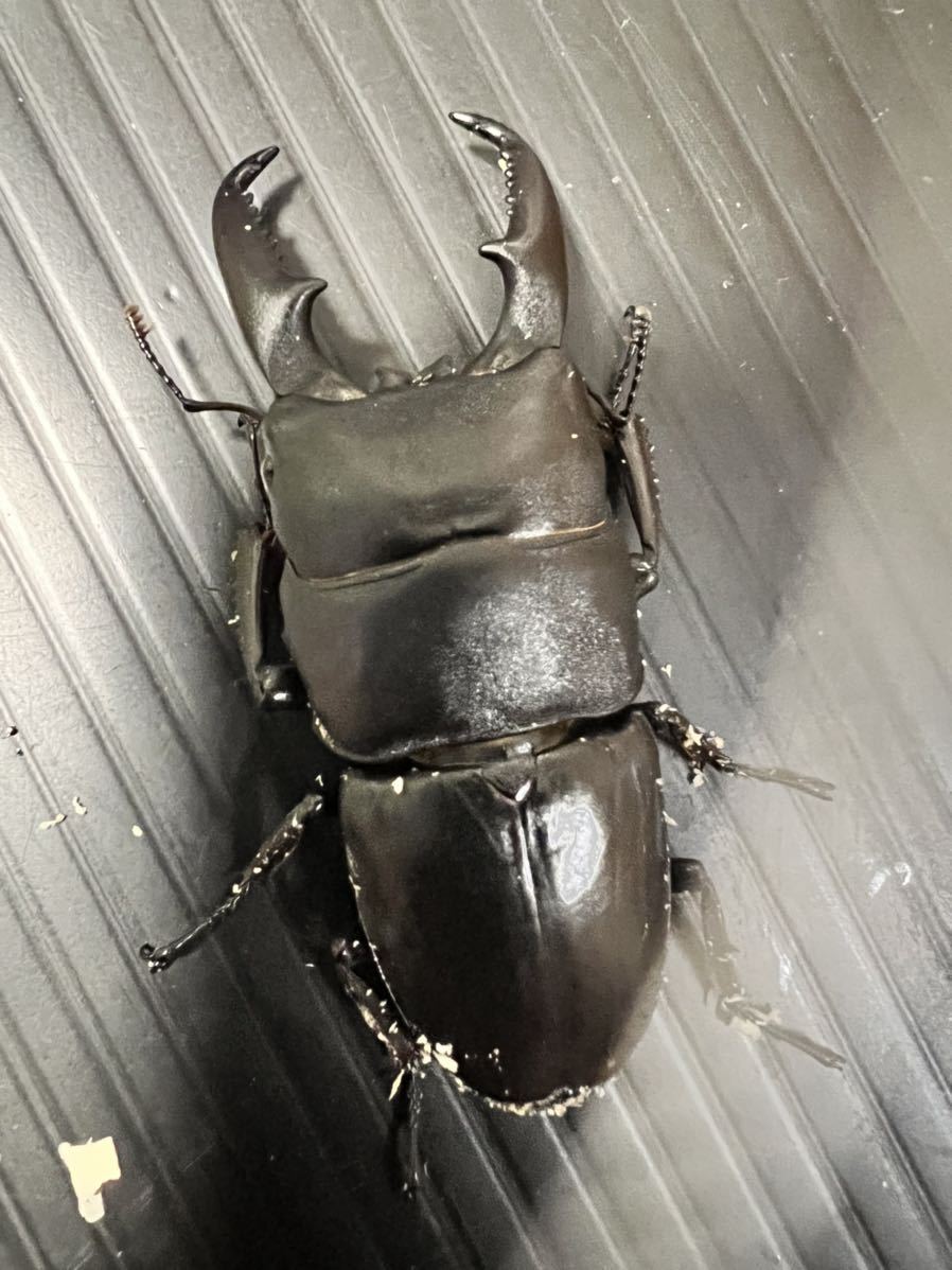 大阪産】天然採集 超特大66mmup ヒラタクワガタ 大型ヒラタ 本州ヒラタ