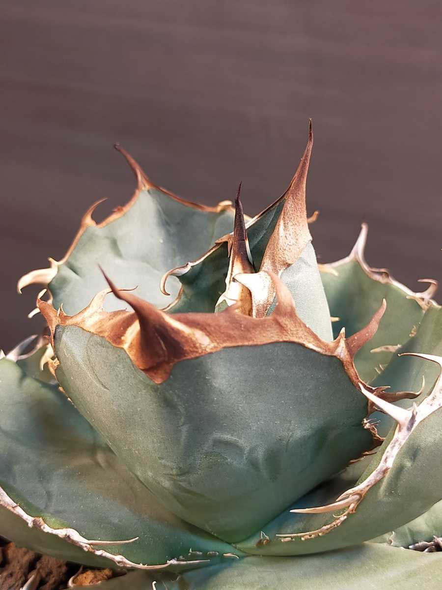 hiiro】アガベ 砂紋 子株 agave titanota （検 チタノタ オテロイ