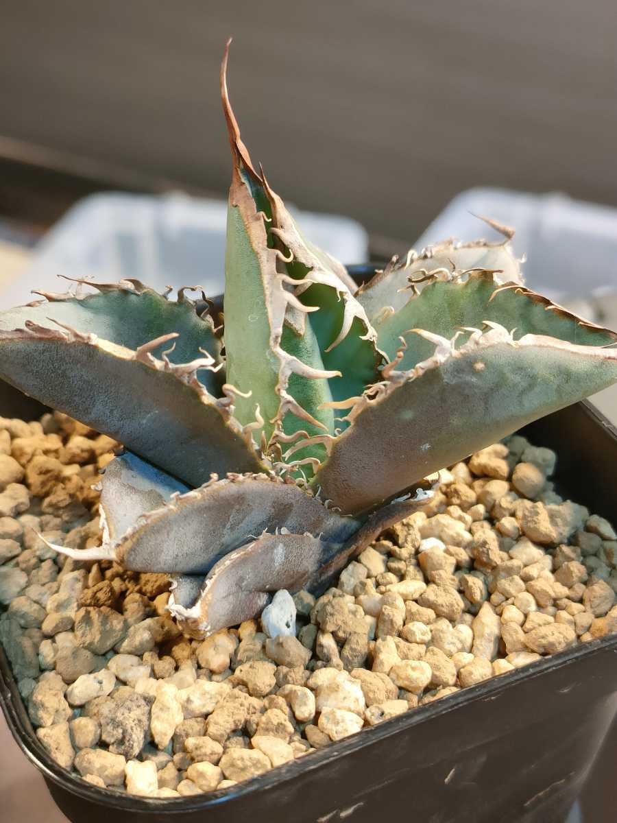 hiiro】アガベ 砂紋 子株 agave titanota （検 チタノタ オテロイ