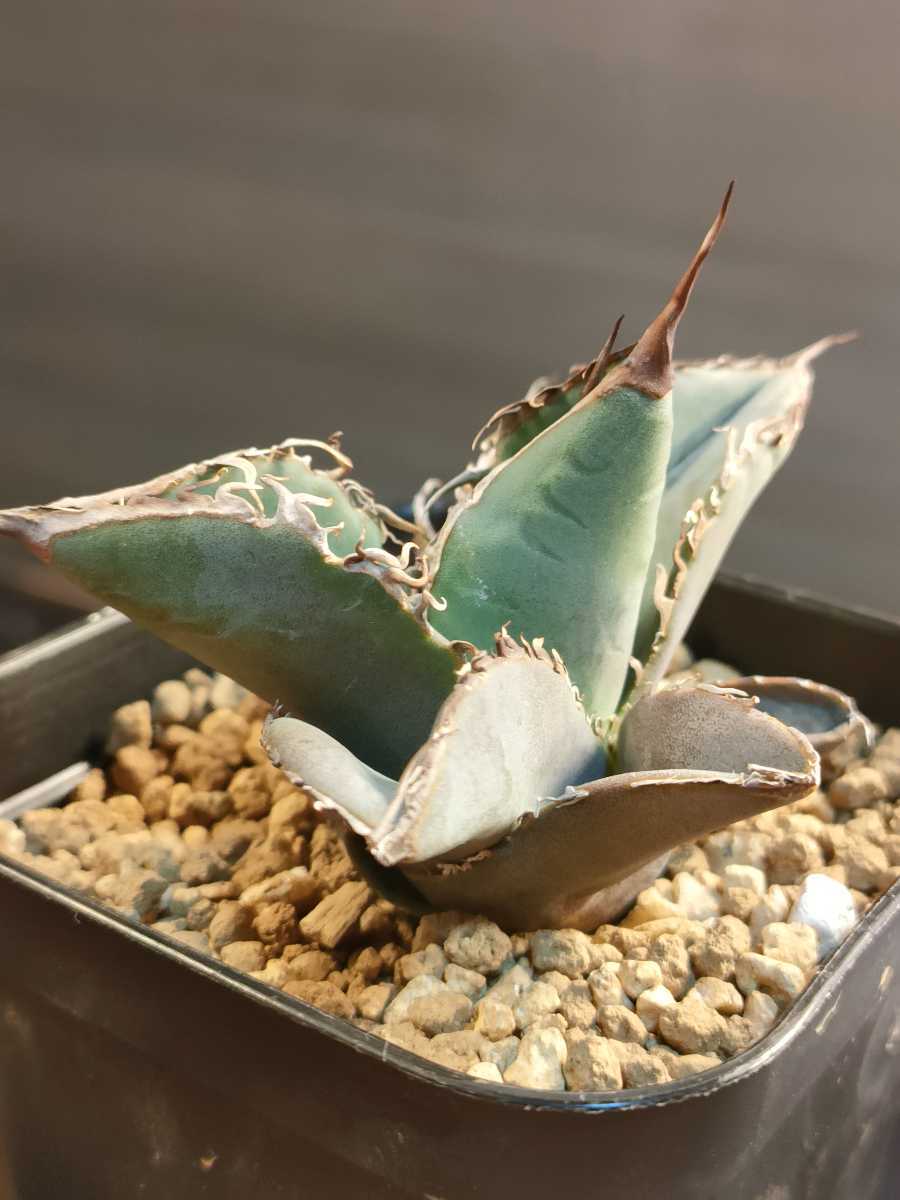 hiiro】アガベ 砂紋 子株 agave titanota （検 チタノタ オテロイ