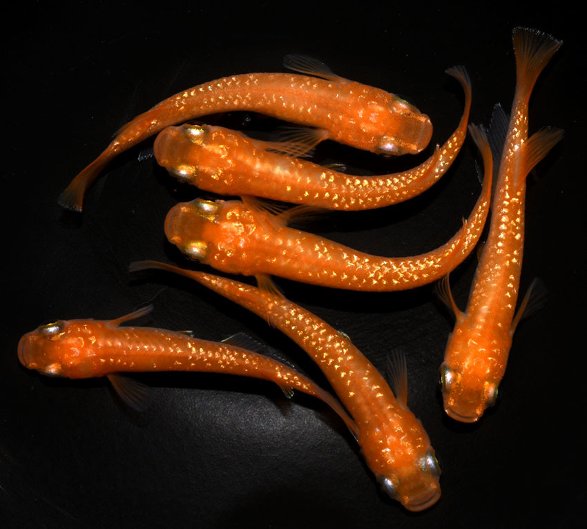 ◇丸玄◇　紅帝ラメ　雌４匹　雄２匹　　Y４　　◇