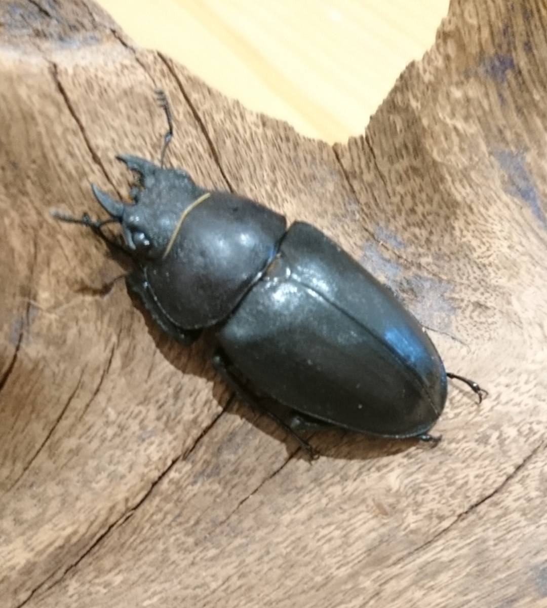 熊本県産【天然採集】ノコギリクワガタ【超特大40mmオーバー♀含む