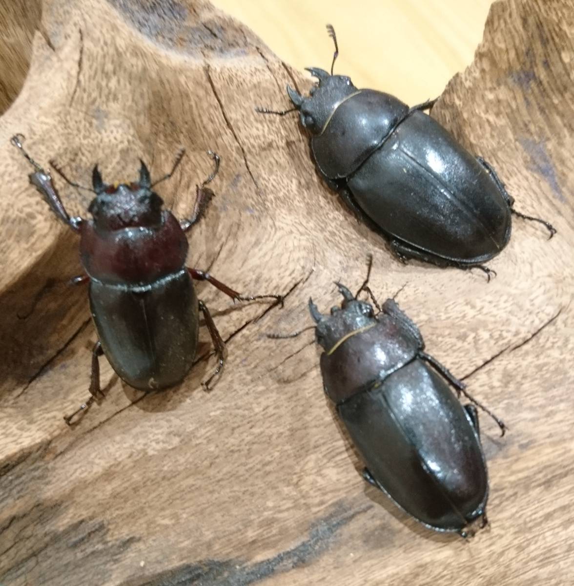 熊本県産【天然採集】ノコギリクワガタ【超特大40mmオーバー♀含む
