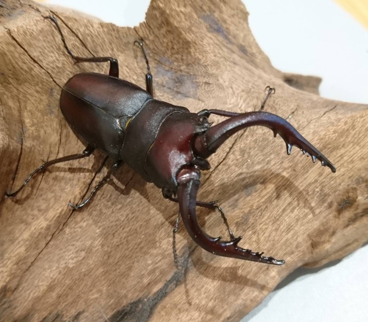 熊本県産【天然採集】ノコギリクワガタ【超特大40mmオーバー♀含む